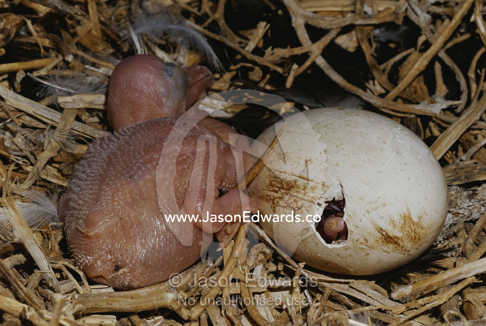 Australian pelican chick in nest with hatching egg. Coorong National Park, Pelican Island North, South Australia, Australia.