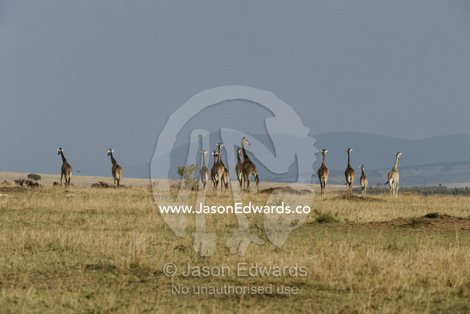 Giraffe herd moving across plain. Masai Mara National Park, Kenya.