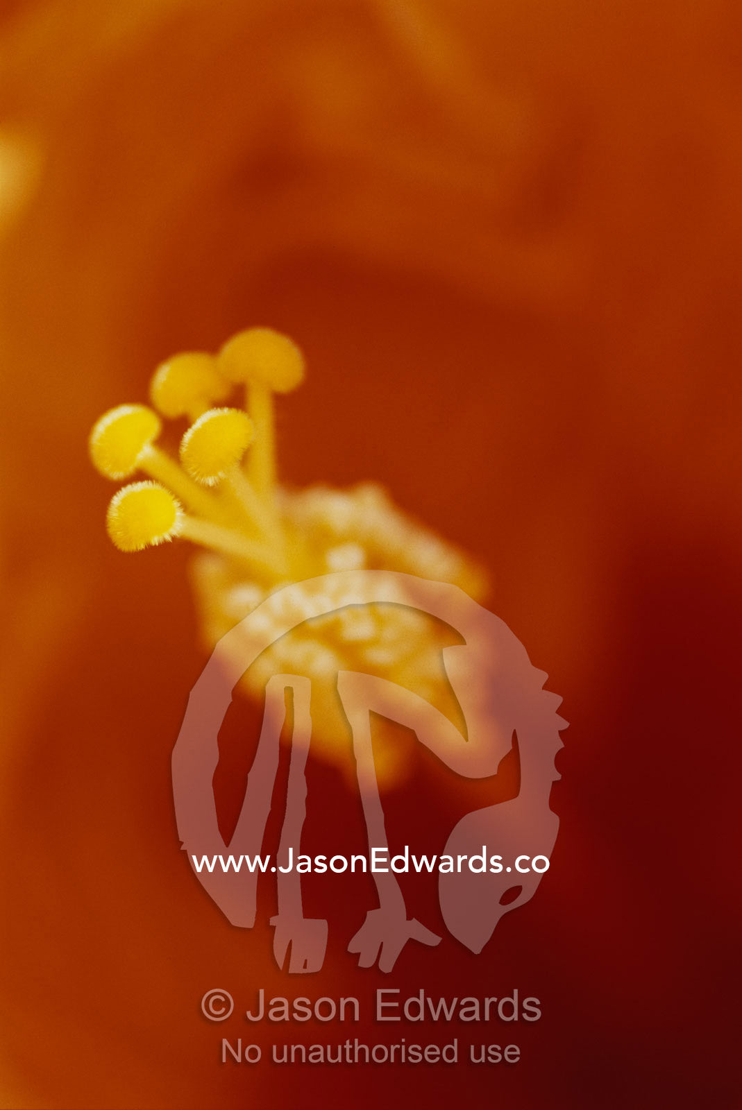 Close view of hibiscus flower stamens. North Carlton, Victoria, Australia.
