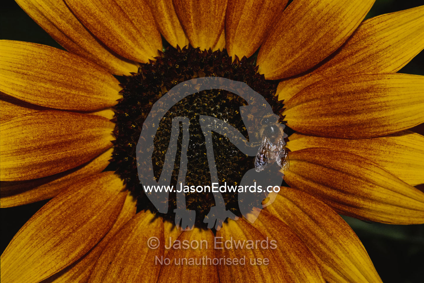 Close view of a bee on a sunflower. North Carlton, Victoria, Australia.