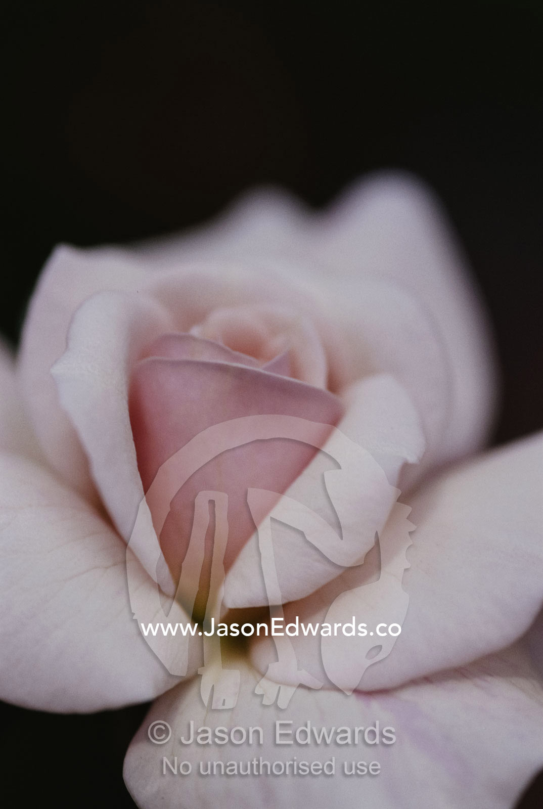 Close view of a Cecil Brunner rose. North Carlton, Victoria, Australia.