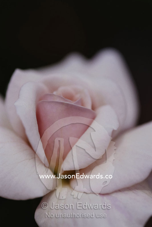Close view of a Cecil Brunner rose. North Carlton, Victoria, Australia.