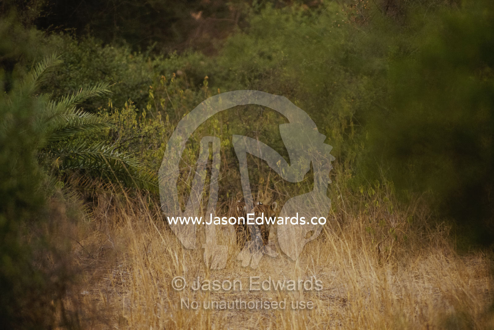 Rear view of Bengal tiger cubs walking into forest. Ranthambhor National Park, India.