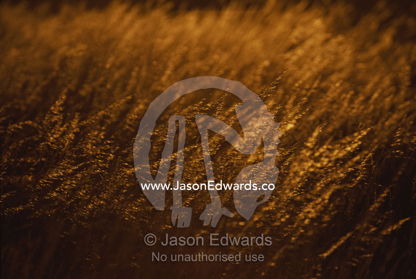 Sunlit spinifex grass. Outback, Western Australia.