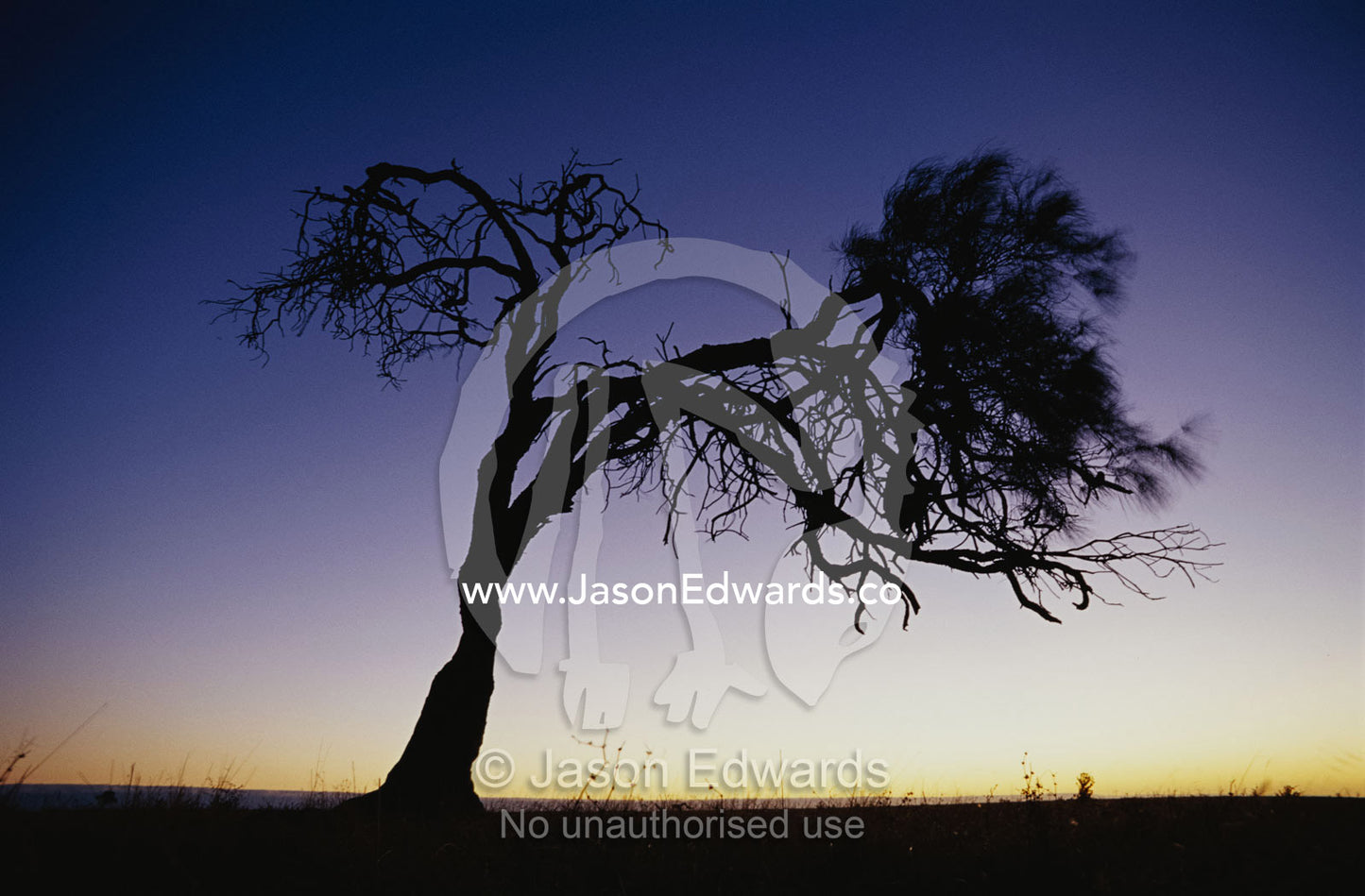 Oak tree silhouetted against sunset sky. Coorong National Park, South Australia, Australia.