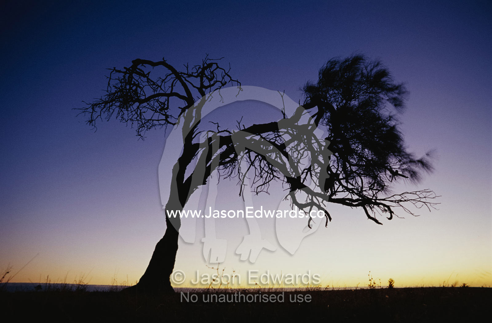 Oak tree silhouetted against sunset sky. Coorong National Park, South Australia, Australia.