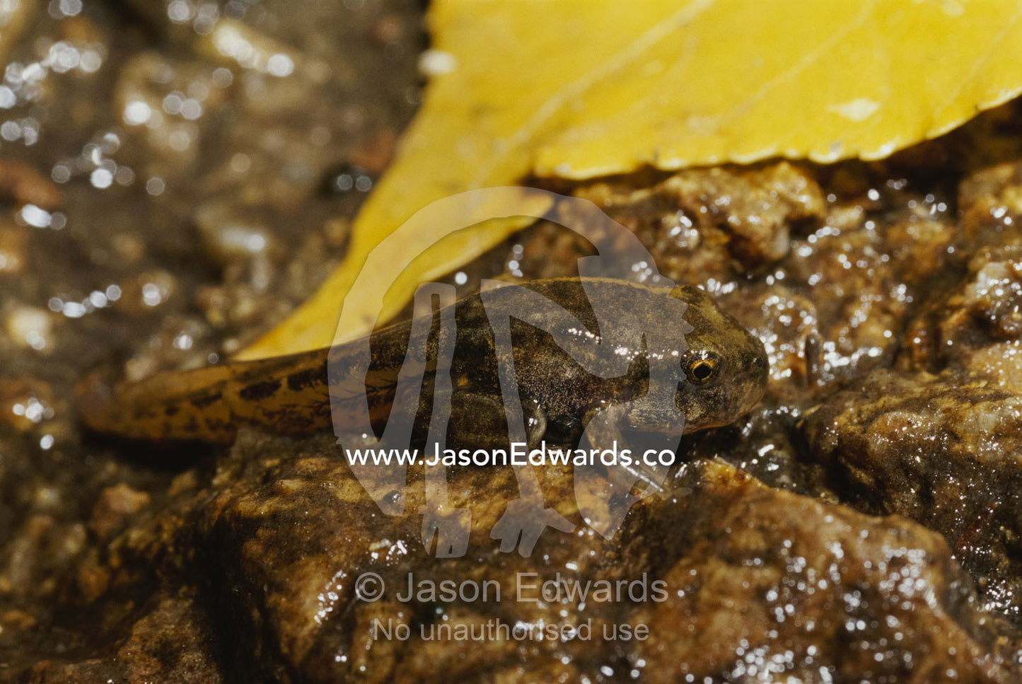 Lesueur's froglet with tail from its tadpole stage. Anglers Rest, Cobungra River, Victoria, Australia.