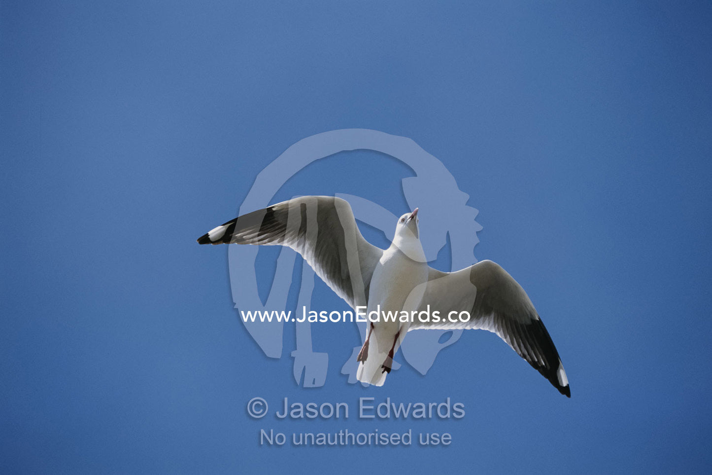 Silver gull in flight. Vivonne Bay, near Kangaroo Island, South Australia, Australia.