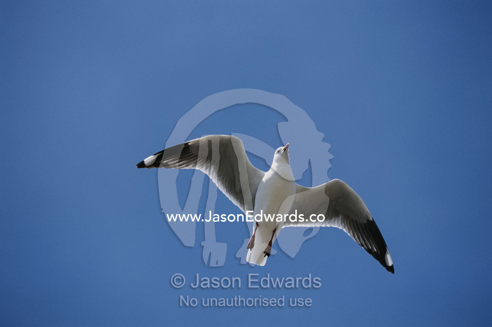 Silver gull in flight. Vivonne Bay, near Kangaroo Island, South Australia, Australia.