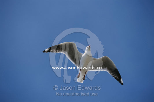 Silver gull in flight. Vivonne Bay, near Kangaroo Island, South Australia, Australia.