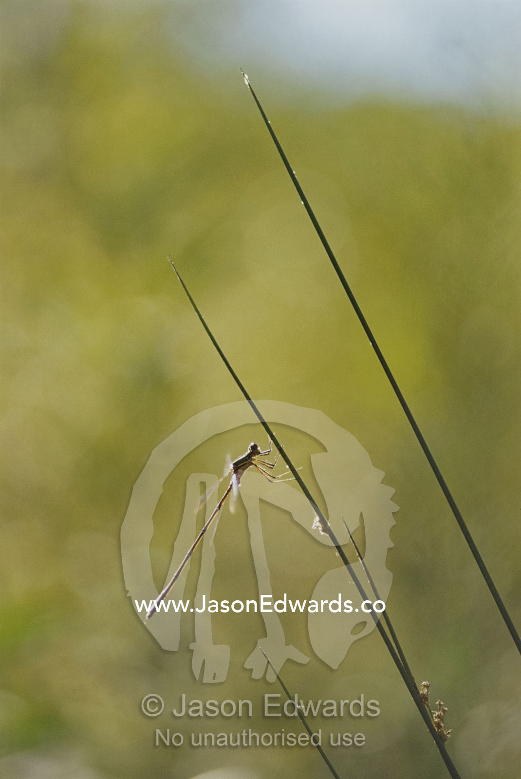Dragonfly sunning on river reed stem. Jamieson, Victoria, Australia.