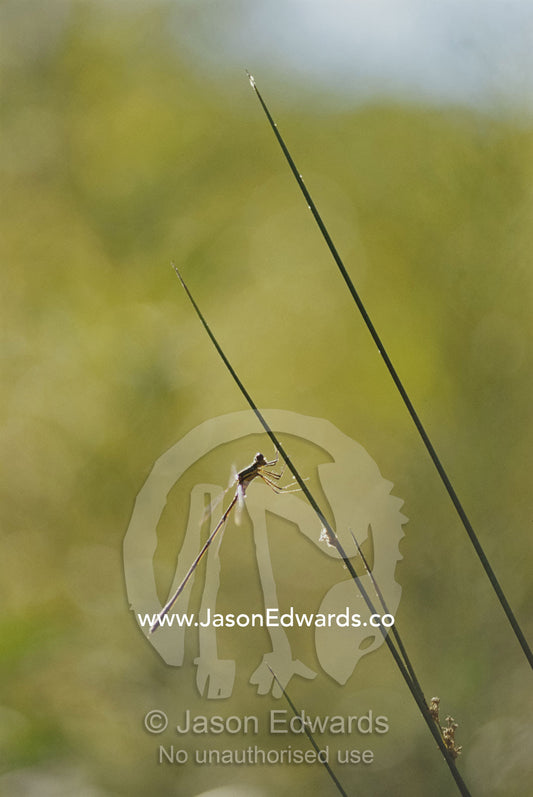 Dragonfly sunning on river reed stem. Jamieson, Victoria, Australia.