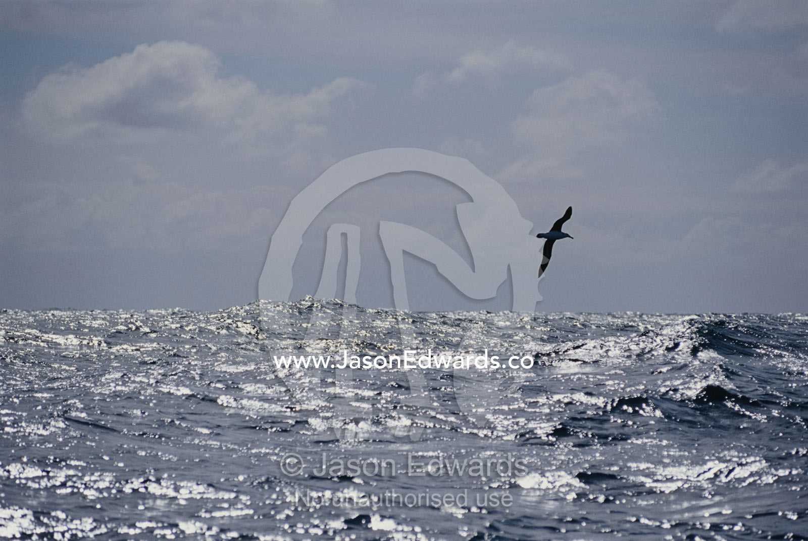 An Albatross in flight over a sunlit ocean. Wollongong, New South Wales, Australia.