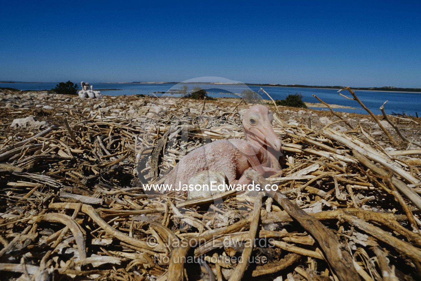 Australian pelican chick in nest. Coorong National Park, South Australia, Australia.