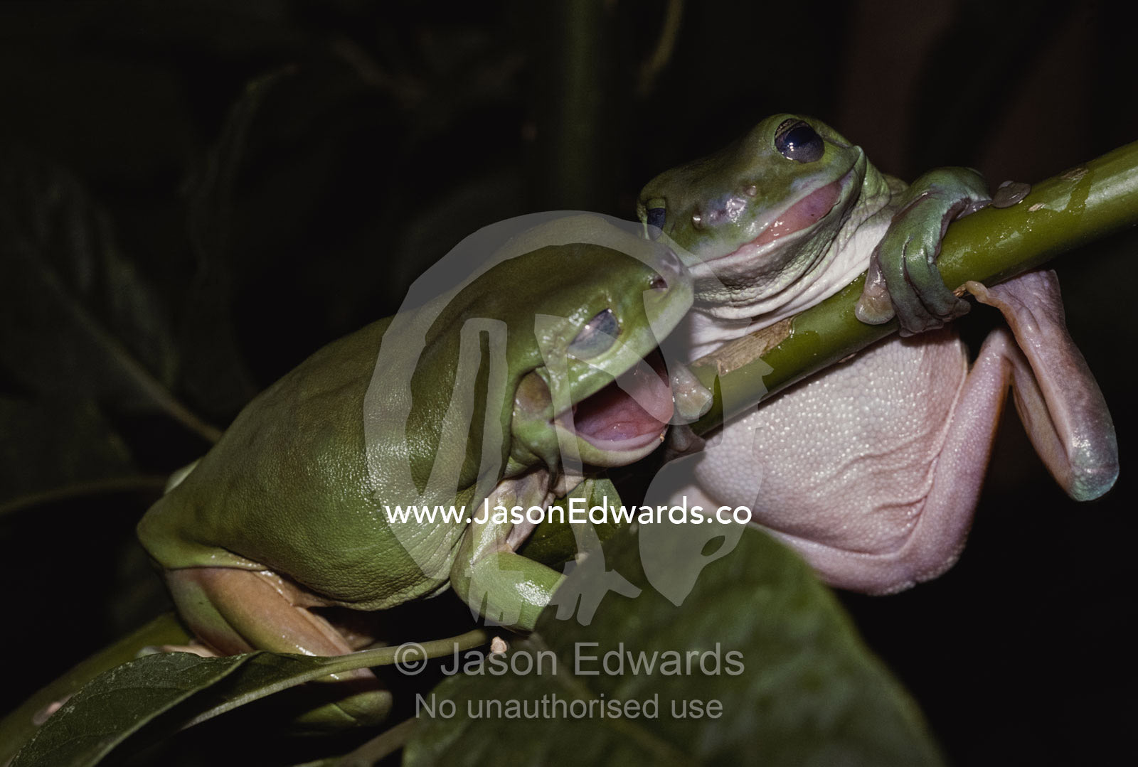 Green tree frogs fighting on branch. North Carlton, Victoria, Australia.