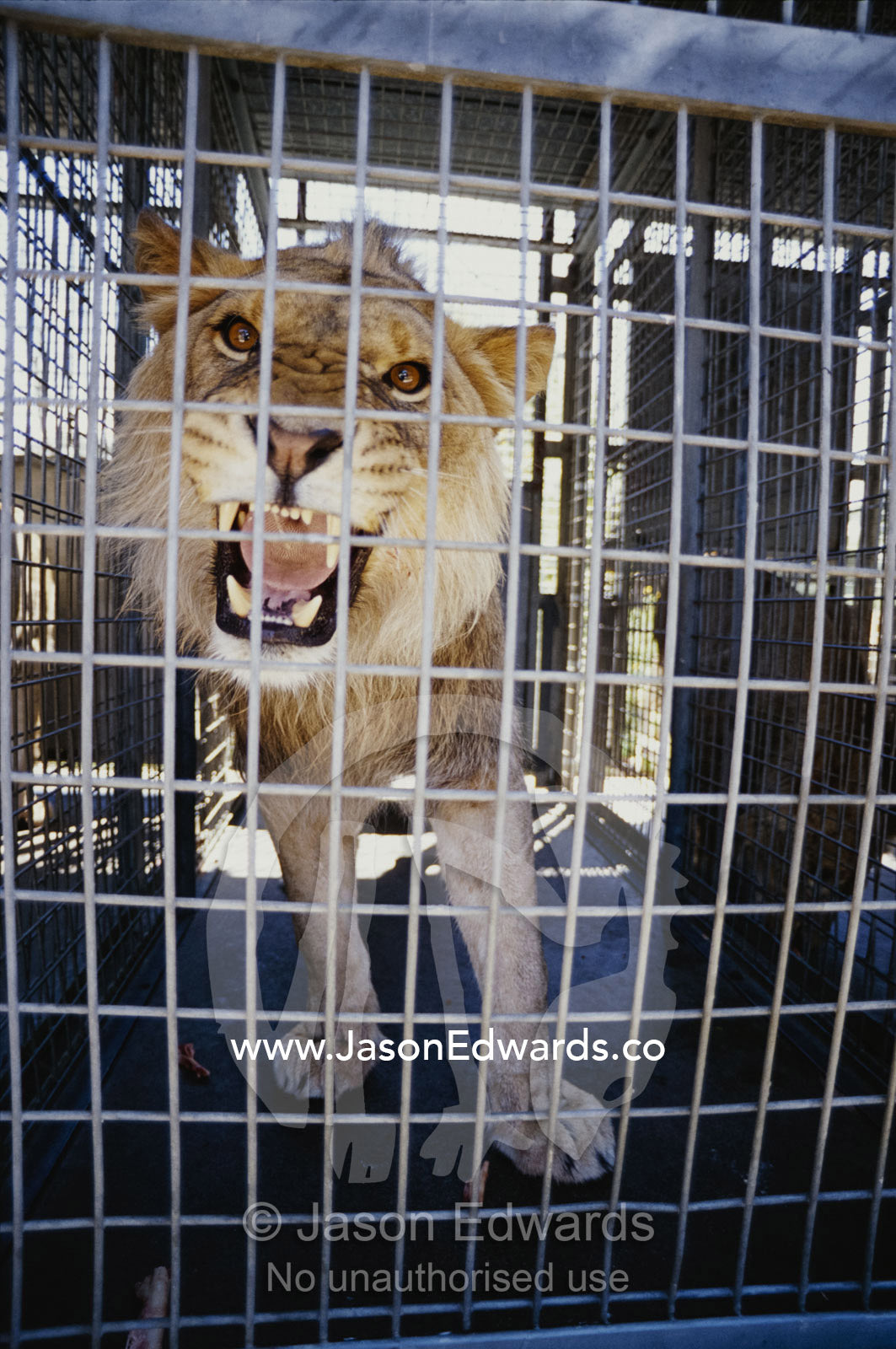 Snarling African lion in cage. Melbourne Zoo, Victoria, Australia.