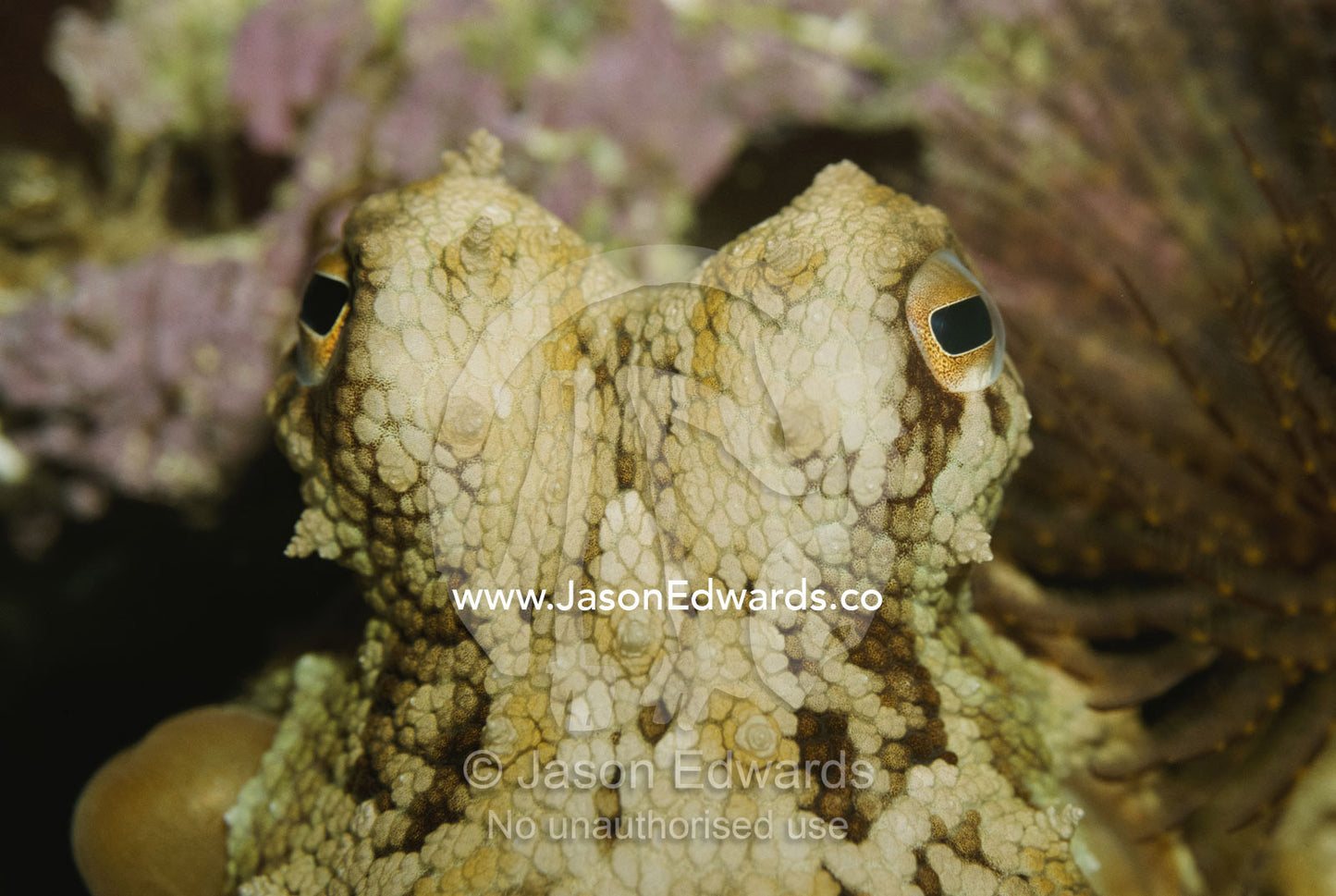 Closeup of octopus eyes and head. Melbourne Aquarium, Victoria, Australia.