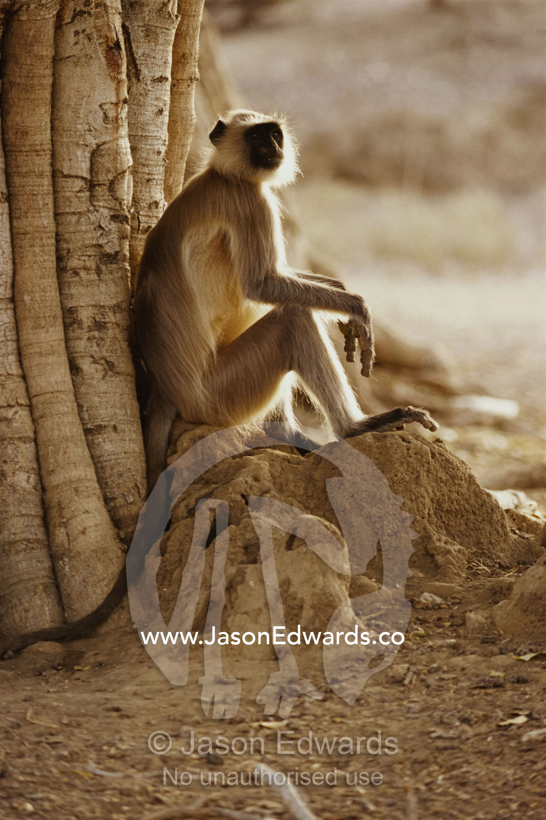 Hanuman langur resting under a banyan tree. Ranthambhor National Park, India.