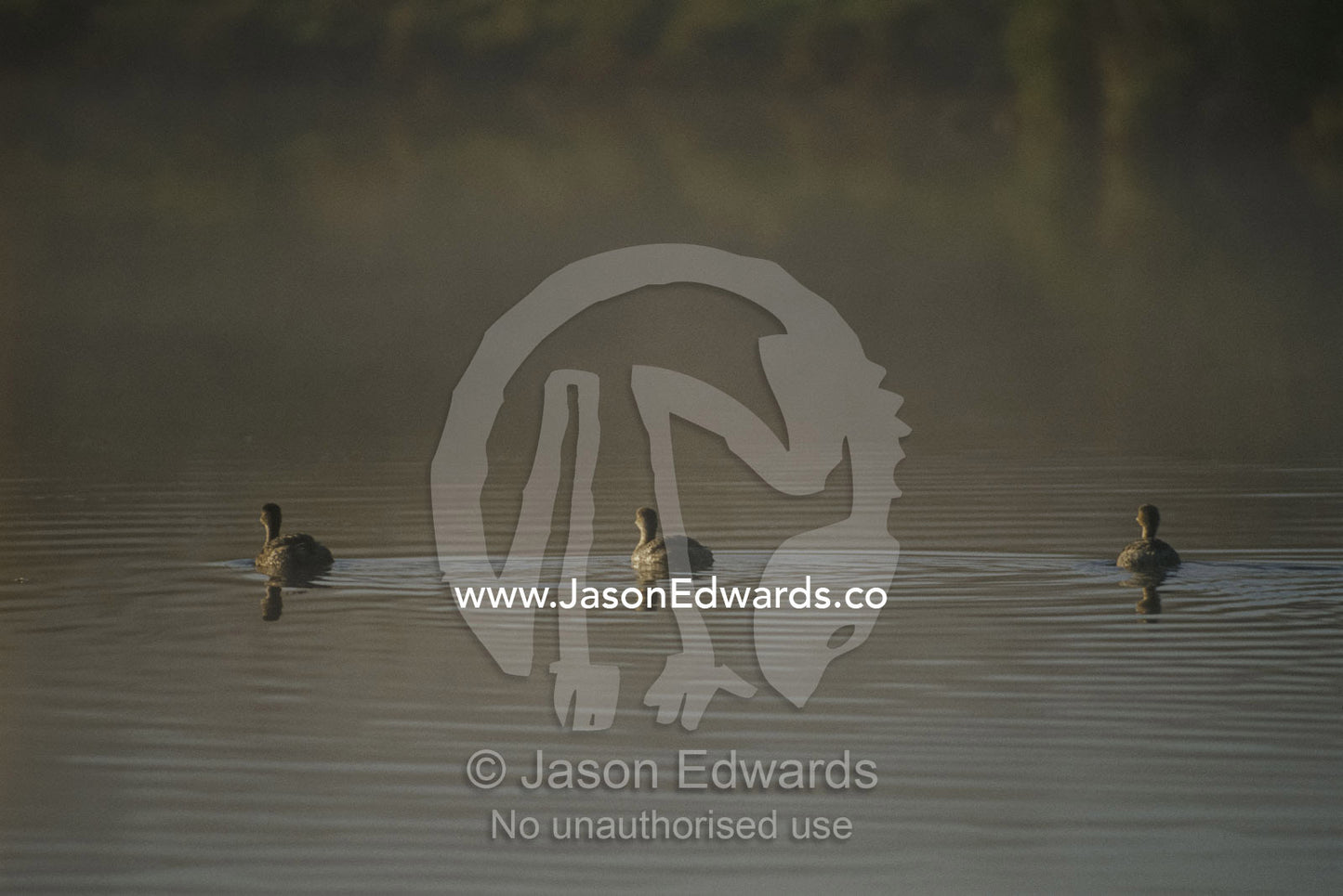 Australasian grebes in dawn mist. Coorong National Park, South Australia, Australia.