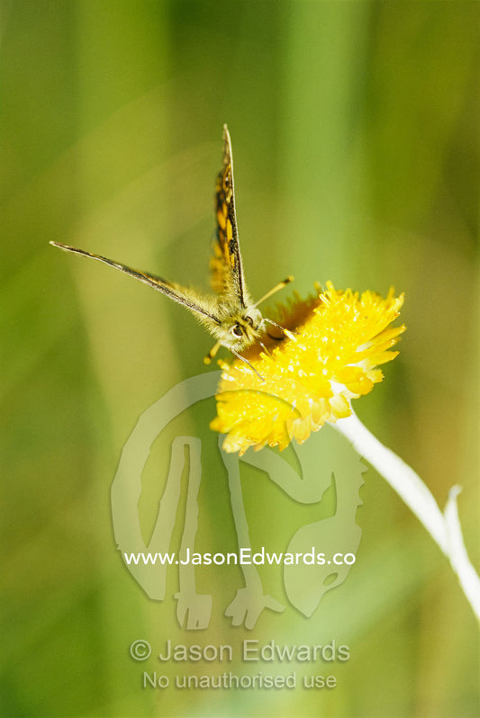Correa brown butterfly on flower found in mountains above 1000 meters. Alpine National Park, Victoria, Australia.