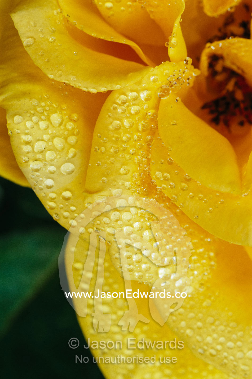 Close view of dew on "Olympic Gold" rose petals. North Carlton, Victoria, Australia.