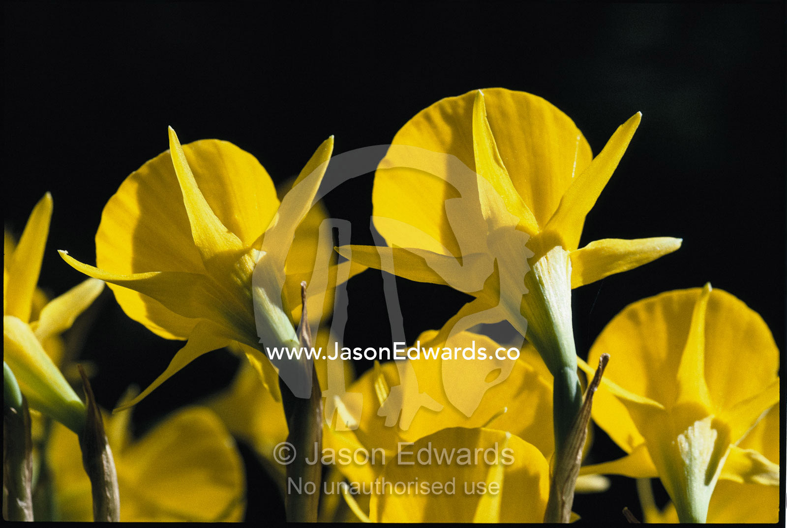 Petticoat daffodils at dawn. Adelaide Hills, South Australia, Australia.