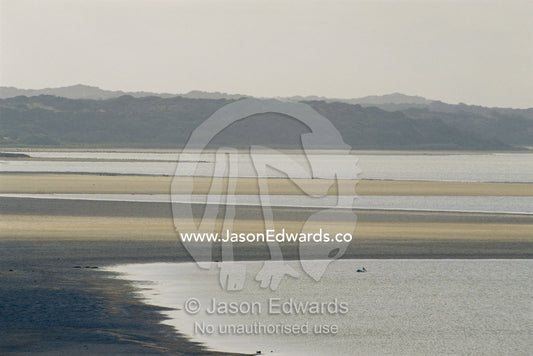 Australian pelican dwarfed by tidal mud flat. Coorong National Park, South Australia, Australia.