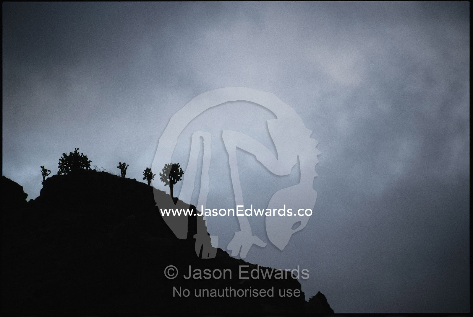 Giant prickly pear cacti silhouetted under storm clouds. Galapagos Islands.