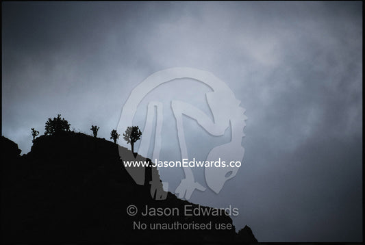 Giant prickly pear cacti silhouetted under storm clouds. Galapagos Islands.