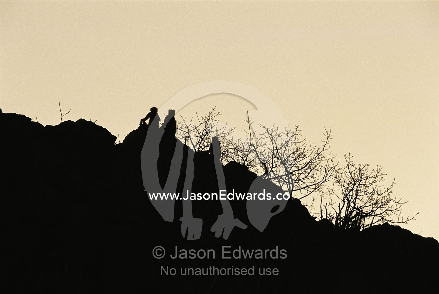 Hanuman monkeys silhouetted on ridge at sunset. Ranthambhore National Park, India.