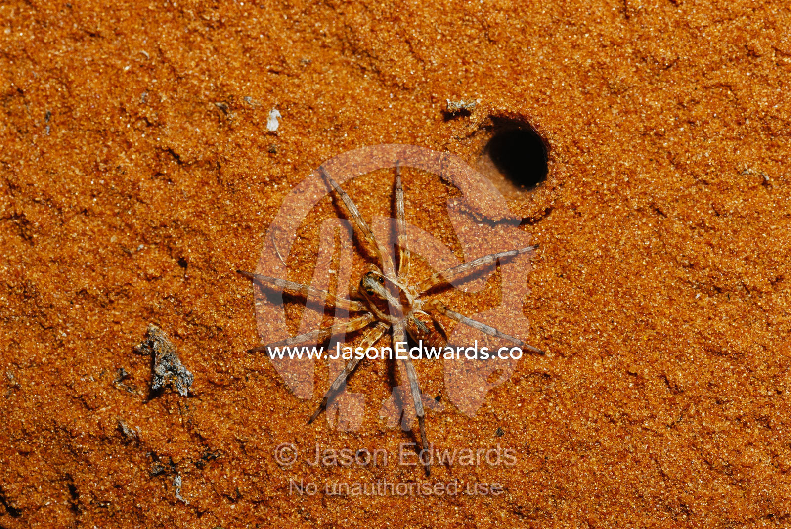 A wolf spider (Lycosidae)hunting on a warm sand dune at night. Simpson Desert Conservation Park, South Australia, Australia.
