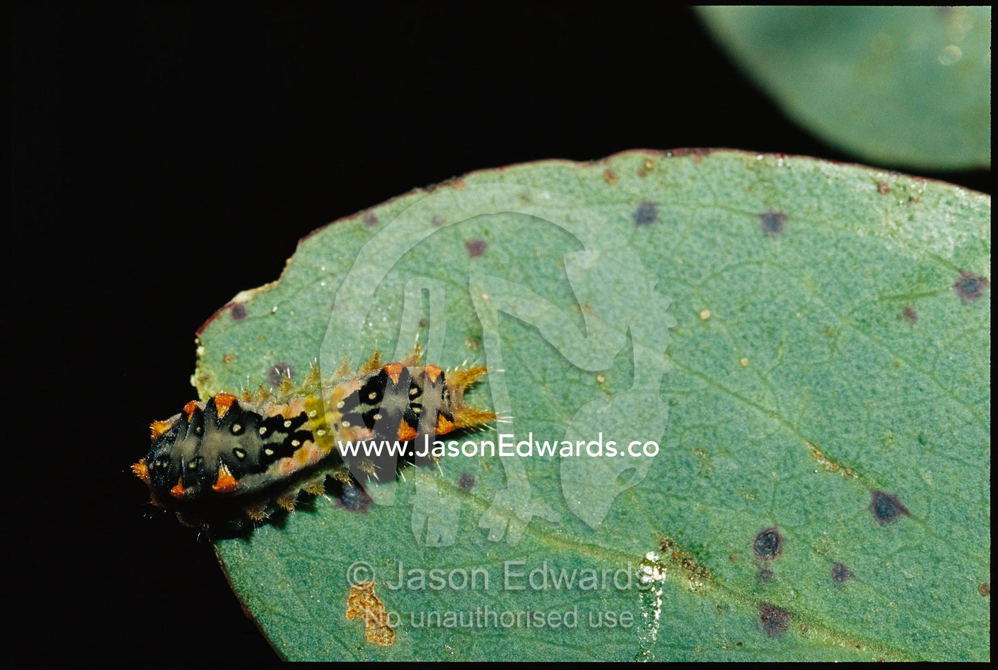 Mottled cup moth caterpillar on eucalyptus leaf. Alpine National Park, Victoria, Australia.