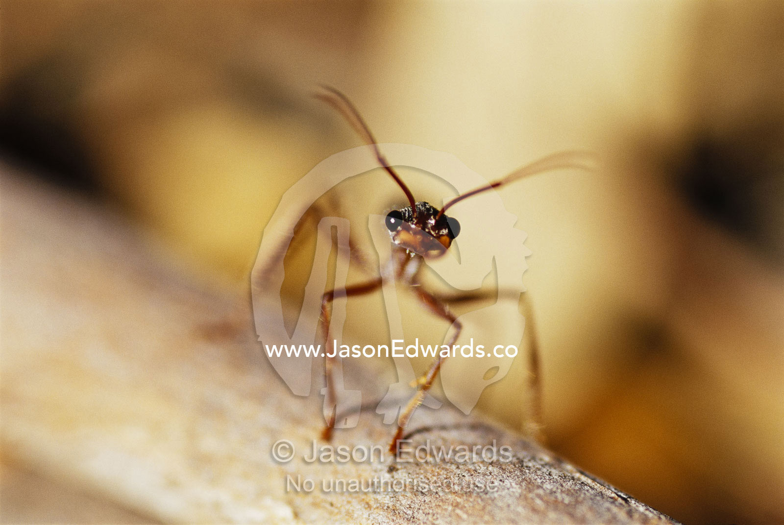 Aggressive bull ant in defensive posture with jaws agape. Denniliquin, New South Wales, Australia.