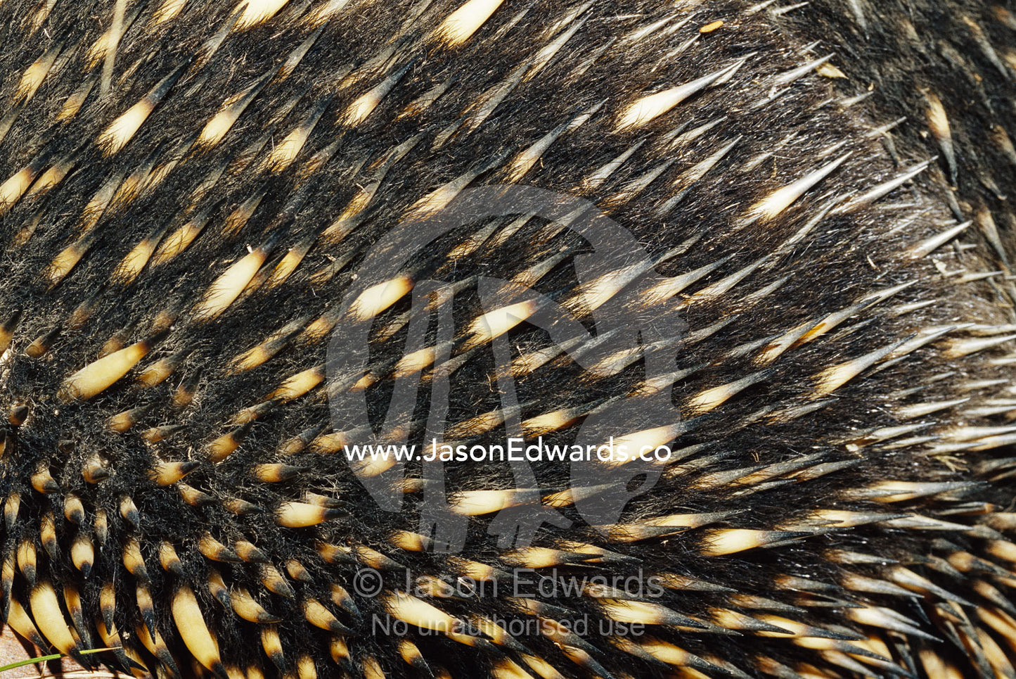 Detail of echidna back quills and spines. Omeo, Victoria, Australia.