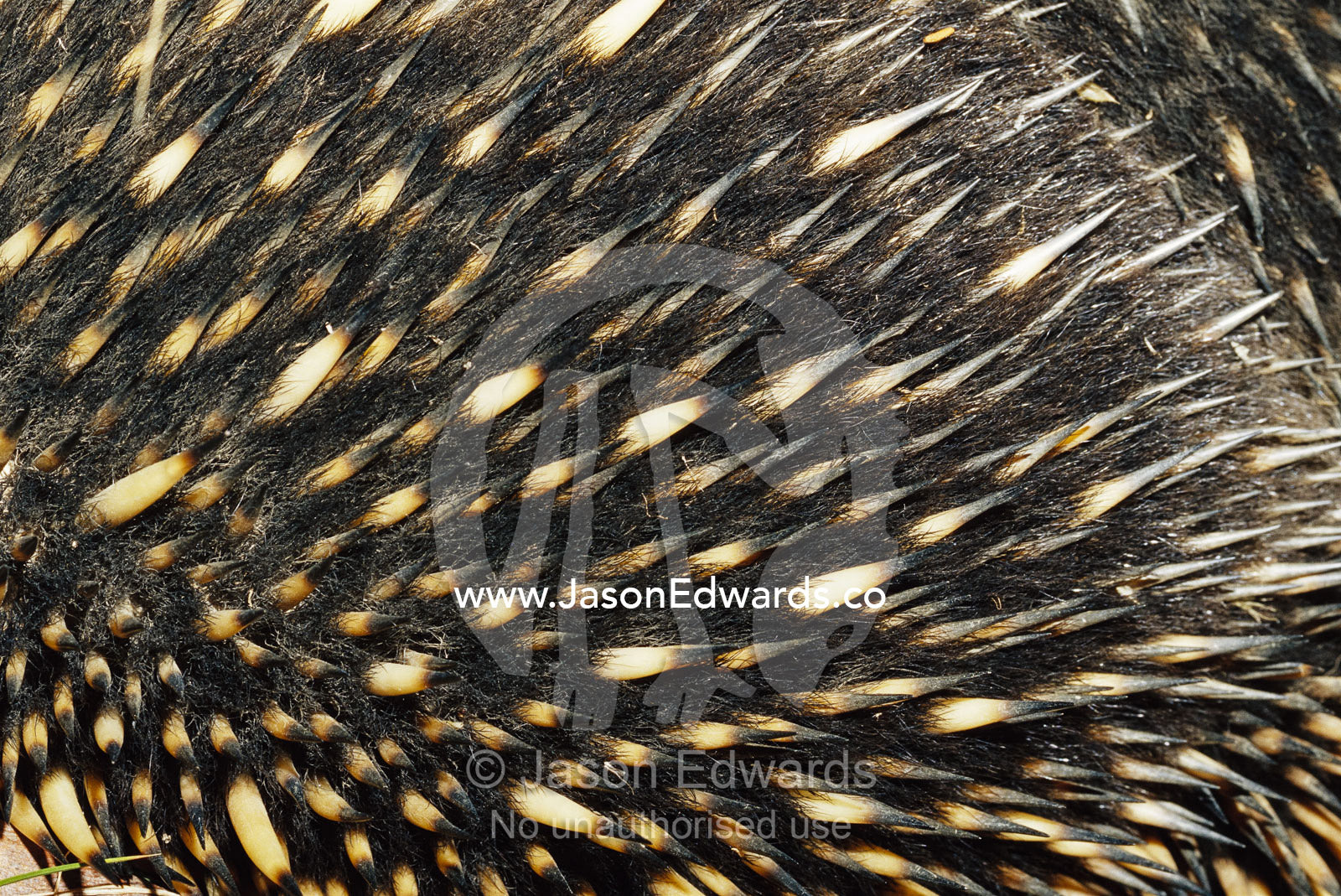 Detail of echidna back quills and spines. Omeo, Victoria, Australia.