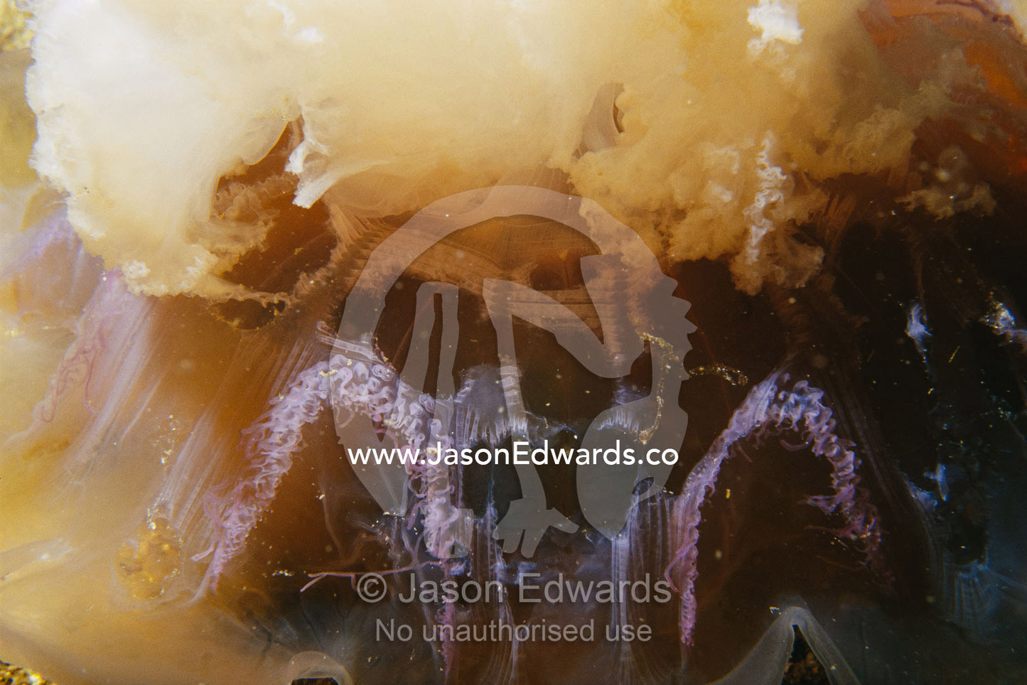 Detail of jellyfish tentacles beneath bell. Merimbula, New South Wales, Australia.