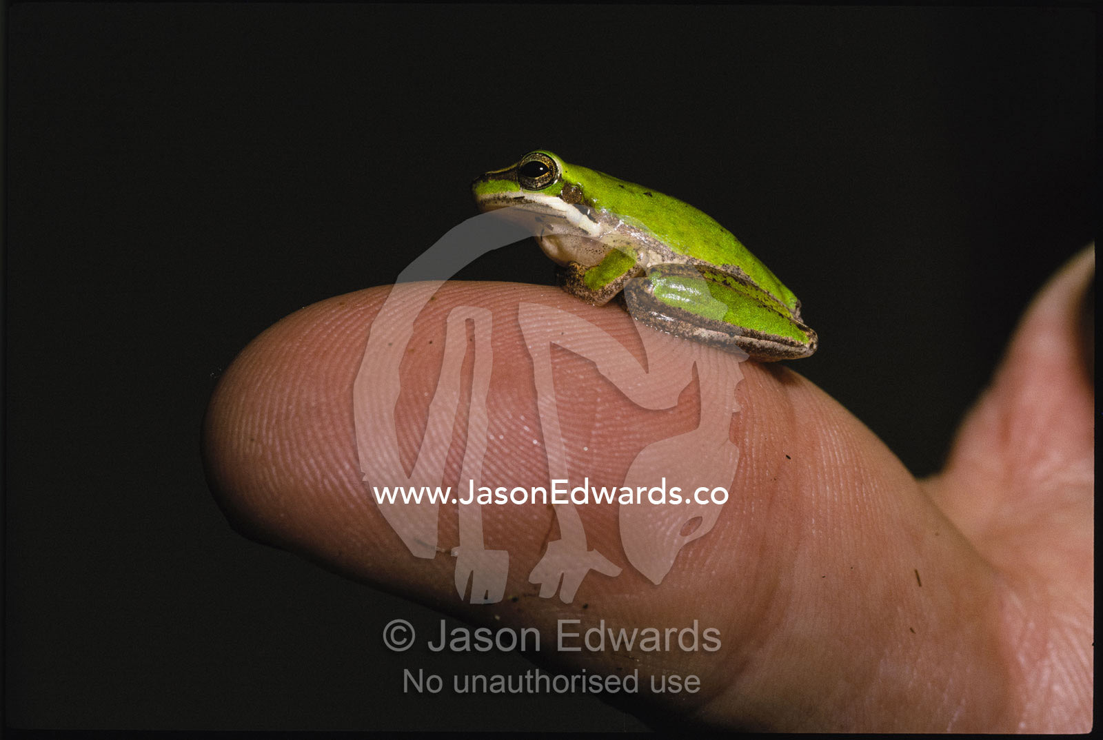 Eastern dwarf tree frog on thumb. Zoological Board of Victoria, Victoria, Australia.