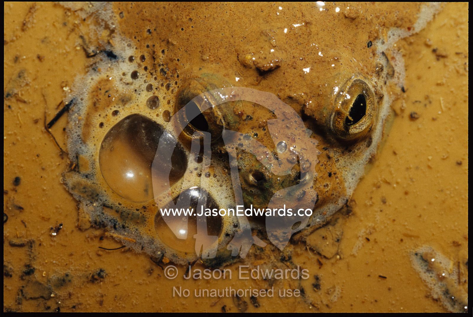 Frog almost completely submerged in mud puddle. Amphibian Research Center, Victoria, Australia.