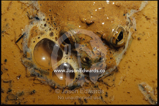 Frog almost completely submerged in mud puddle. Amphibian Research Center, Victoria, Australia.