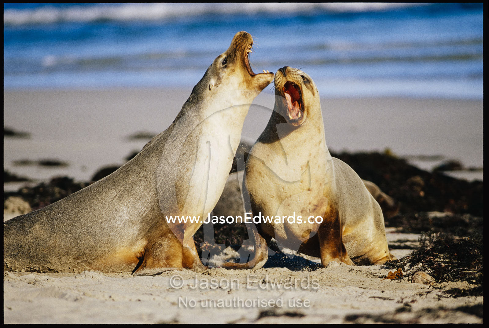 Australian sea lion bulls vocalizing. Seal Bay, Kangaroo Island, South Australia, Australia.