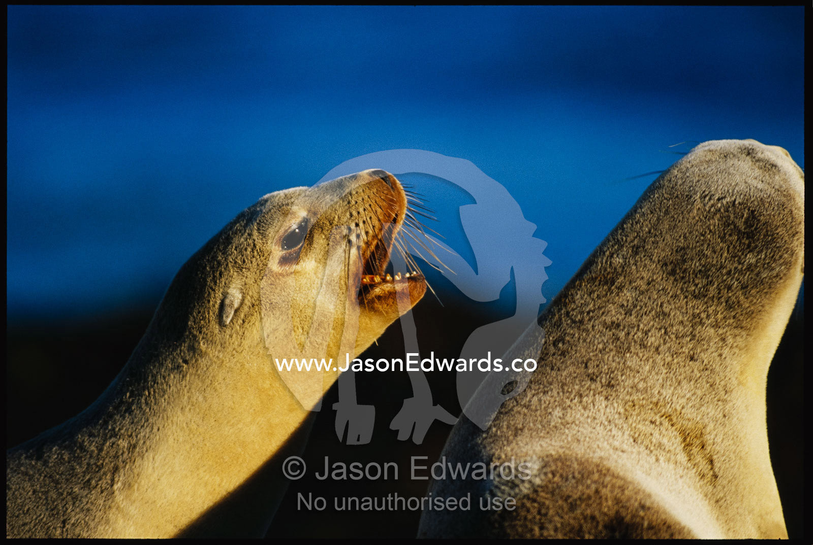 Australian sea lion pups vocalizing. Seal Bay, Kangaroo Island, South Australia, Australia.