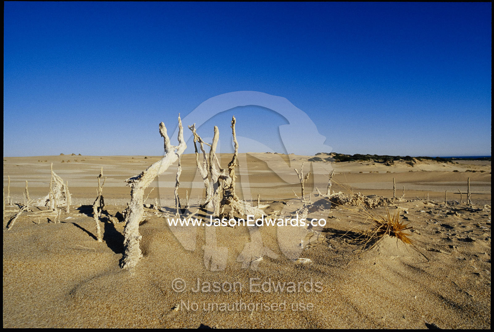 Fossilized plants exposed by mobile dunes. Coorong National Park, Younghusband Peninsula, South Australia, Australia.