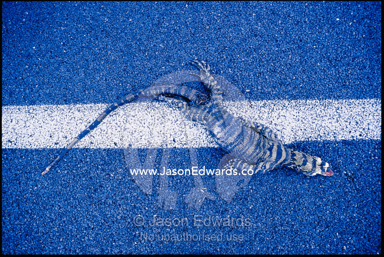 Lace monitor roadkill on center line of road. Croajingolong National Park, Victoria, Australia.