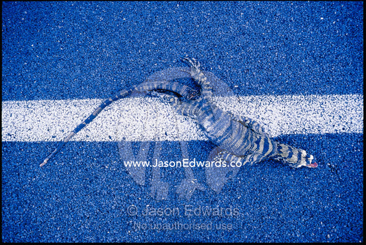 Lace monitor roadkill on center line of road. Croajingolong National Park, Victoria, Australia.