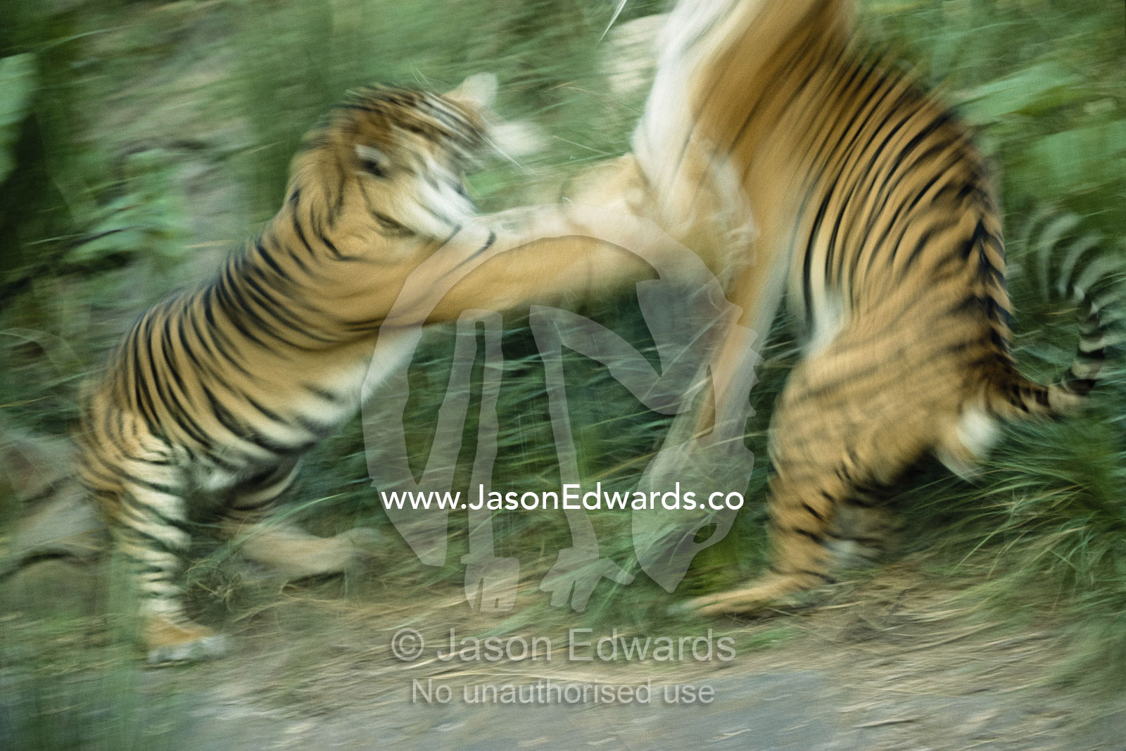 Two fighting Sumatran tigers in blurred motion. Zoological Board of Victoria, Melbourne, Australia.