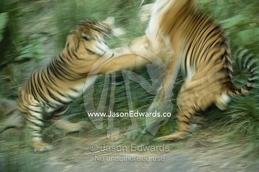 Two fighting Sumatran tigers in blurred motion. Zoological Board of Victoria, Melbourne, Australia.