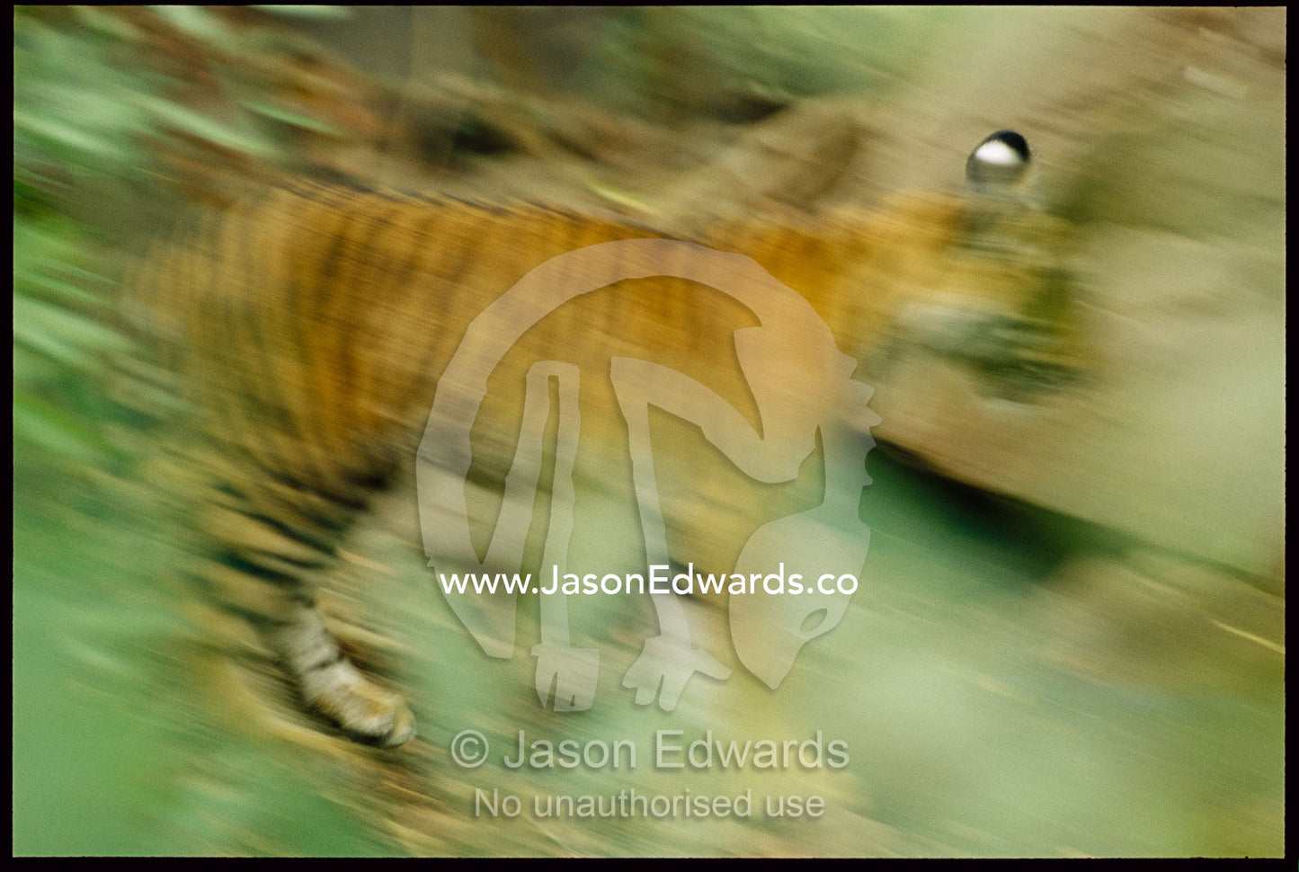 Bengal tiger cub in blurred motion. Ranthambhore National Park, India.