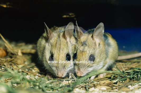 Two spinifex hopping mice huddle together to keep warm. Healesville Sanctuary, Victoria, Australia.