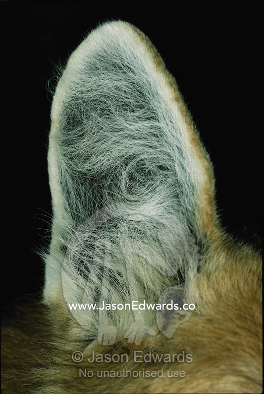 Close view of South American maned wolf ear. Zoological Board of Victoria, Melbourne, Australia.