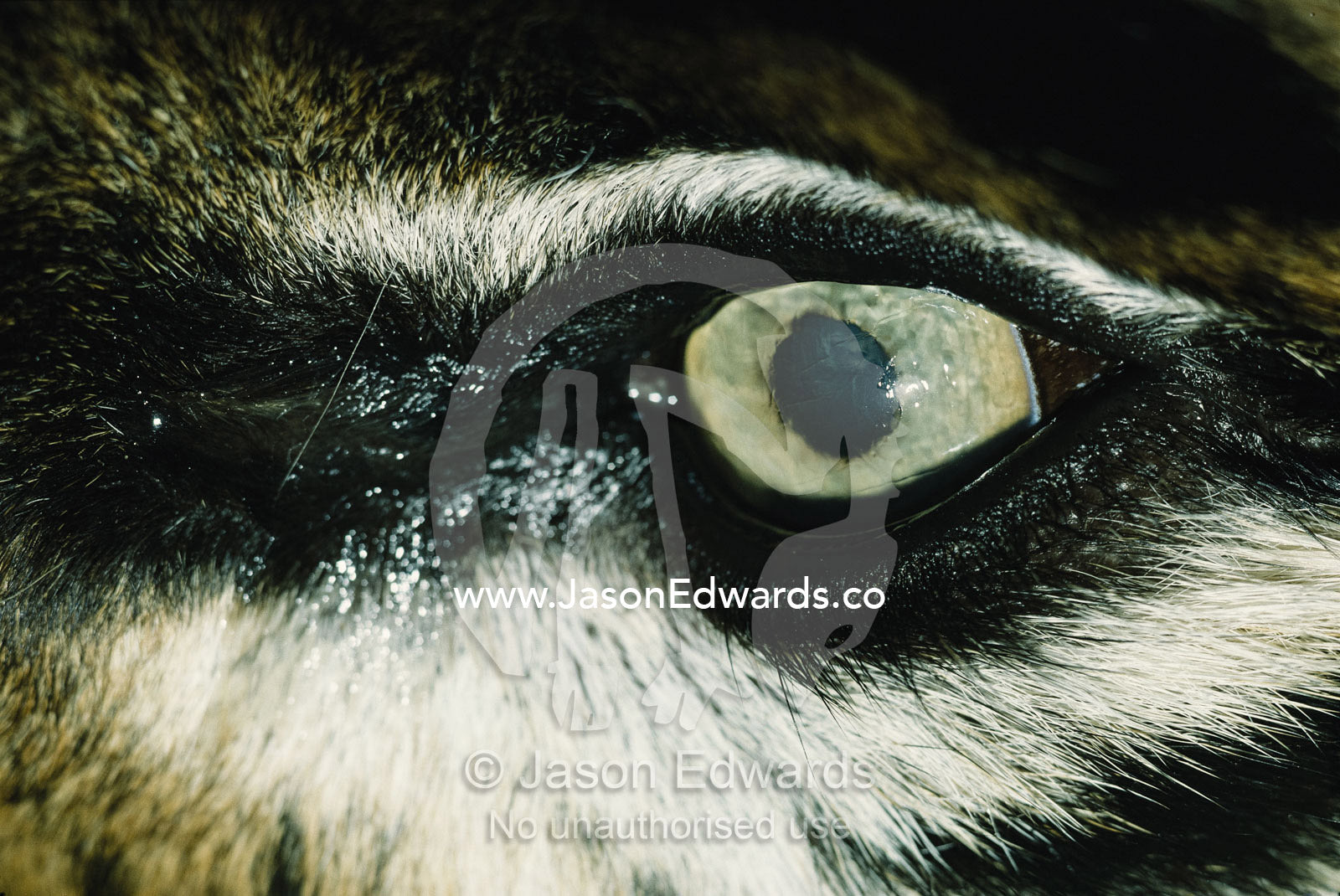 Close view of eye of anesthetized Sumatran tiger. Zoological Board of Victoria, Melbourne, Australia.